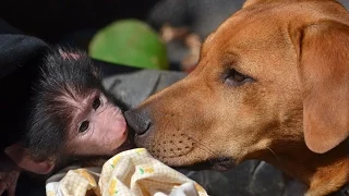 Baboon Care: Paul O'Grady Visits C.A.R.E.