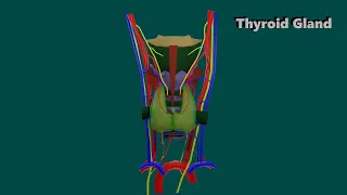 3D Anatomy of Thyroid gland