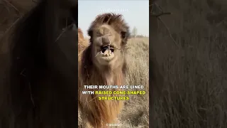 How Can This Camel Eat Cactus?