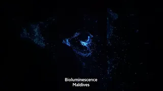 Maldives Bioluminescence