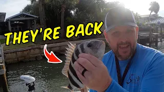 (Two ways) to catch Sheepshead using Shrimp!