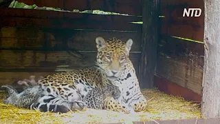 В Аргентине родились детёныши у дикого ягуара и самки, живущей в неволе