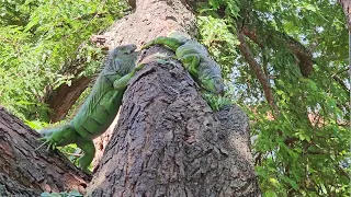 2 wild green iguanas eat.