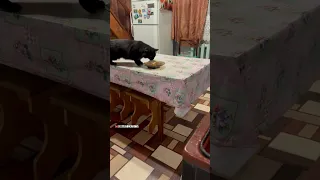 Алику достался бутерброд колбасой вниз 🏡🥪🐈‍⬛ #blackcat