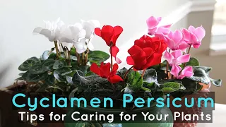 Cyclamen Persicum: Tips for Caring for Your Plants
