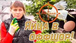 Курицы переводят яйца в оффшор. Из города в деревню 184 серия