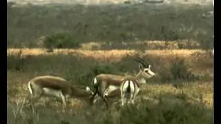 Goitered Gazelles in Shirvan, Nature of Azerbaijan _ Джейраны Ширвана, Природа Азербайджана
