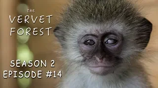 Blind Orphan Baby Monkey Rescued By Animal Sanctuary - Vervet Forest - S2 Ep14