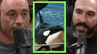 Joe Rogan | Marineland Should Stop w/Phil Demers