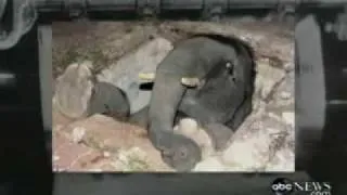 !!BABY ELEPHANT'S REMARKABLE RESCUE!!