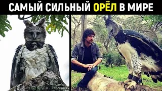 Реальный летающий монстр! Самый сильный орел на планете!