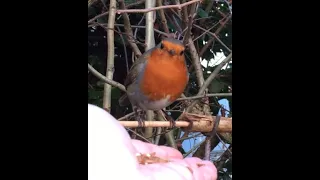 Magical moment’s with friendly Robin In the English countryside ❤️