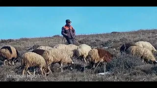 Qoyun otaran bir çoban. 2-ci video.