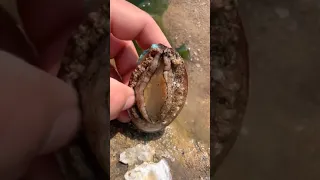 Catching Seafood 🦐🦀 Deep Sea Octopus (Catch Crab, Catch Fish) - Tik Tok #124