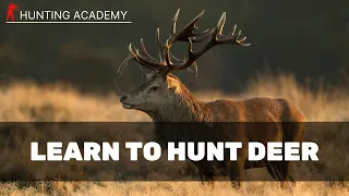 How To Start Deer Stalking