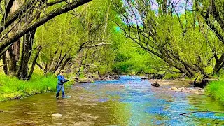 Small Stream Fly Fishing North East Victoria