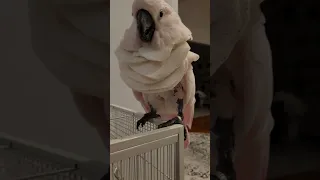 Baby, my Umbrella Cockatoo Parrot