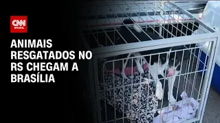 Animais resgatados no RS chegam a Brasília | LIVE CNN