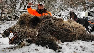 MONSTER WILD BOAR HUNTS IN WINTER - KARDA AZILI DOMUZ AVLARI - CHASSE AU SANGLIER