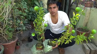 New Lemon Plant Ki Growth Kyon Ruk Jati Hai | Nimbu Ka Podha Kaise Ugaye Gamle Mein