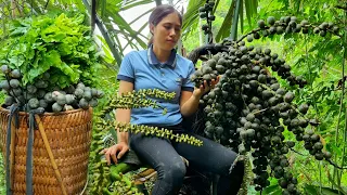 Harvest Fruits, Mustard Greens in Forest Goes to Market sell - Make a Pumpkin Truss | Tran Thi Huong