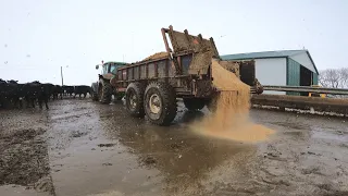 Bedding the Feedlot with Sawdust