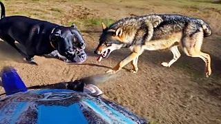 WHEN ANIMALS ATTACK!! (Or Just Want To Say Hi)