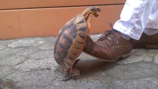 Tortoise humping my shoe