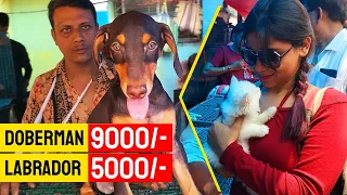 Galiff Street Pet Market Kolkata | dog market in kolkata price | dog market kolkata | Dogs