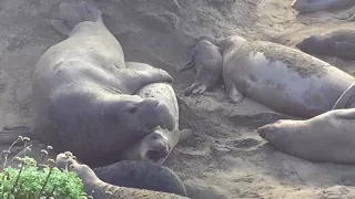 Giant Elephant Seals trying to mate - San Simeon California