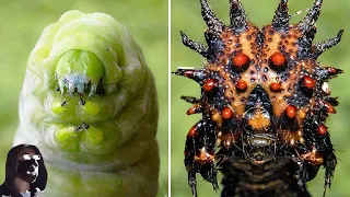 Why Did Caterpillars Stop Turning into Butterflies and Become Flesh Eating Monsters?