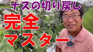 「ナスの切り戻し」何度聞いても分からない！と言うあなたの為だけに作りました！NO642（2023.6.24）