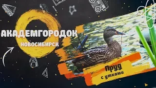 Пруд с утками в Академгородке в Новосибирске - Куда сходить