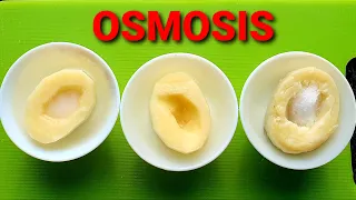 Osmosis and Tonicity-Hypertonic, Hypotonic and Isotonic Solutions-Osmosis with Raw and Boiled Potato