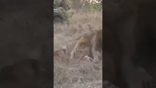 Male lions fighting for Dominance.