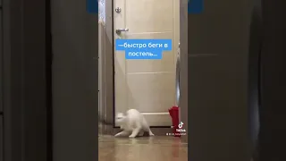 Кот забота😽