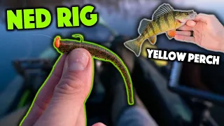 Yellow Perch Liked This NED RIG!