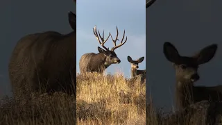 Winter Range Mule Deer Monster Buck in Wyoming.