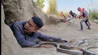 Spider-Man and Pitbull Dog Rescues A Young Man Attacked By A Snake and King Kong