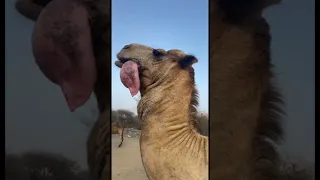 Camel spits out it’s Stomach 😅#animals #shorts