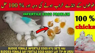 Budgies female infertile eggs kyu dete hai | budgies ke anday kharab hone ki vaja |australian parrot