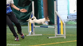 4° Raduno - Nazionale Italiana Agility IFCS 2019