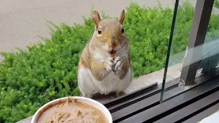 Baby squirrels' first reactions to nut butter and more