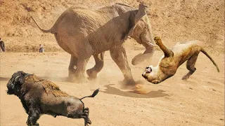 Elefant Rettete Büffel Vor Löwen Big Cat Attacks Compilation Aniamals Save Another Animals