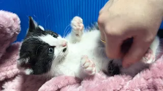 Rescued kitten on the road is ADORABLE KITTEN