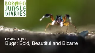 Borneo Jungle Diaries: Episode Three - Bugs: Bold, Beautiful and Bizarre [UHD/4K] SZtv