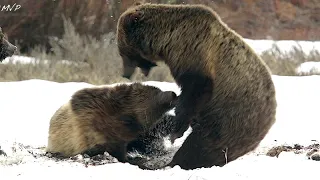 Wildlife Photography-BEST GRIZZLY BEAR FIGHTS 4K-Jackson Hole/Grand Teton National Park/Yellowstone