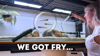 Moving African Cichlid Fry to a Grow-out Tank!