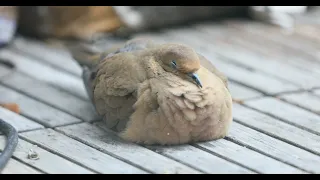 7 minutes of mourning dove keeping warm on a snowy day