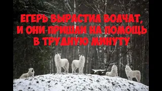 История из жизни. Егерь выходил волчат и они пришли на помощь в трудную минуту.